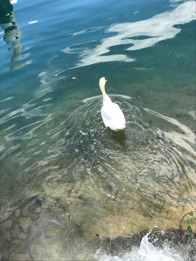 Casa Ivana Menaggio Dış mekan fotoğraf